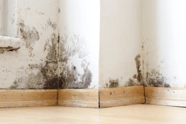 Image for article titled How to report issues of damp and mould in council homes
